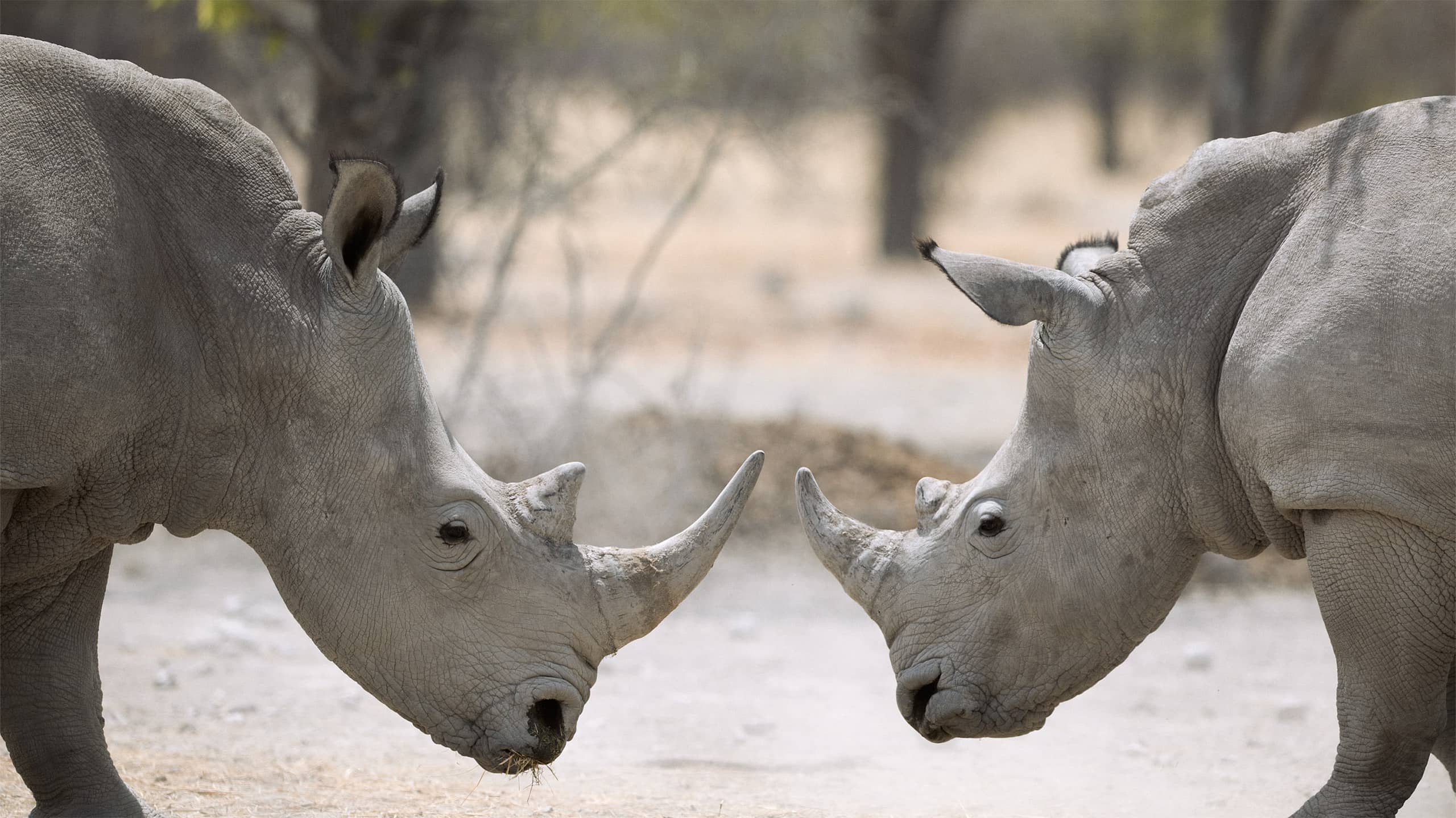 Two Rhinos Staring Down Each Other