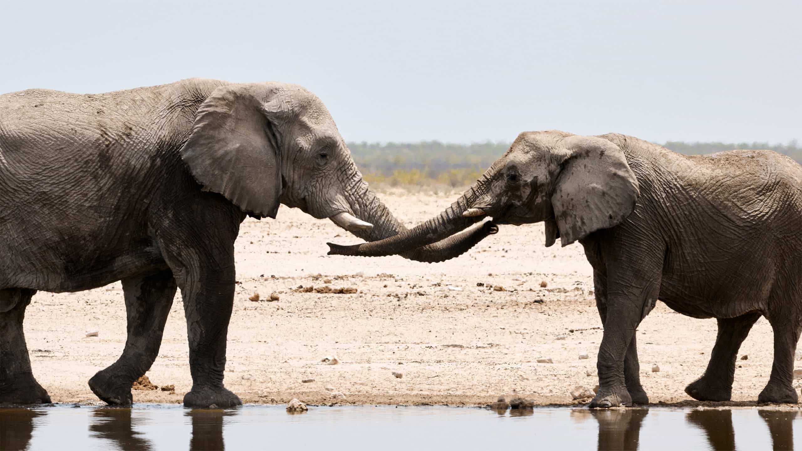 Elephants socializing