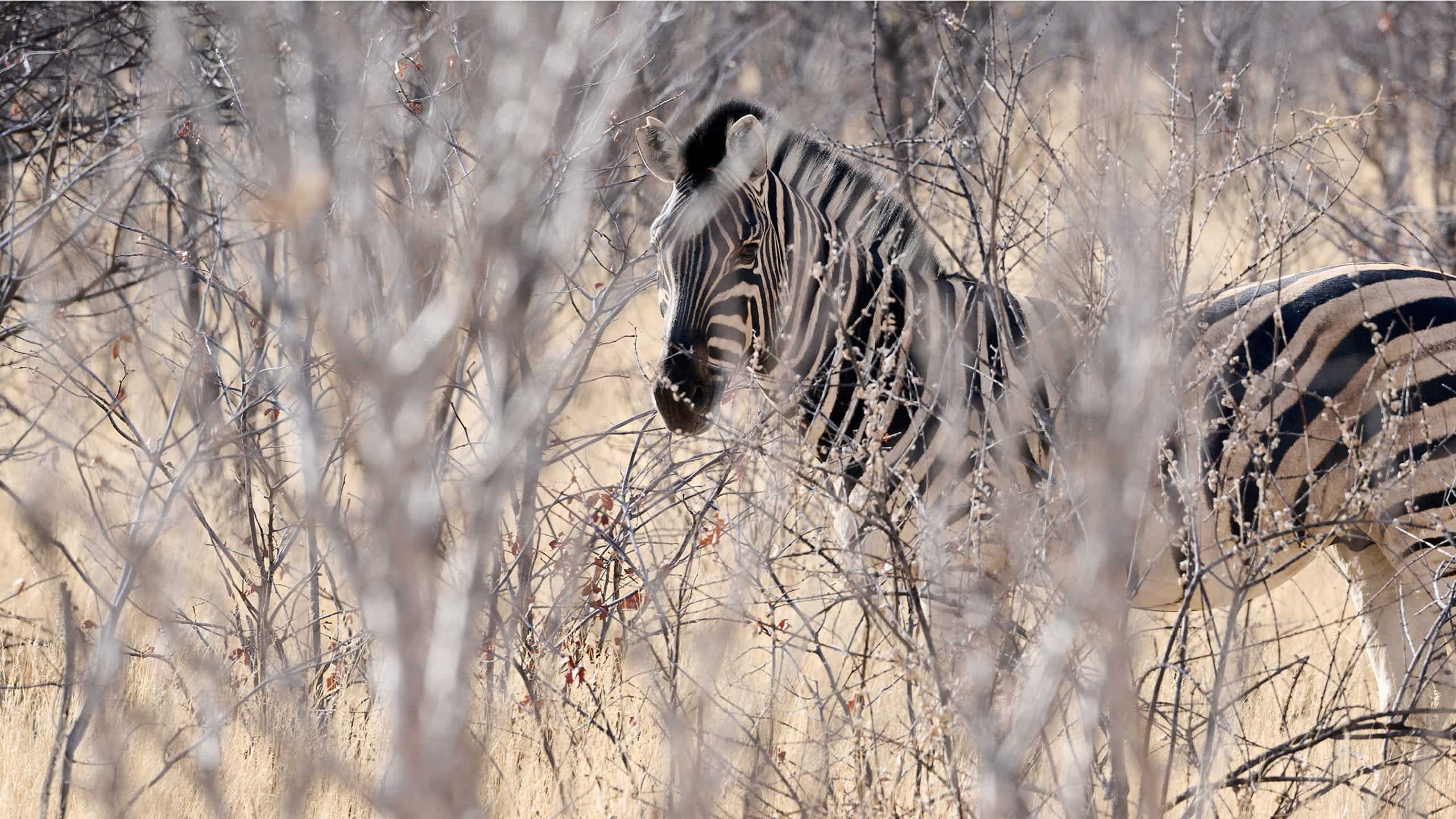 Zebra Camouflage