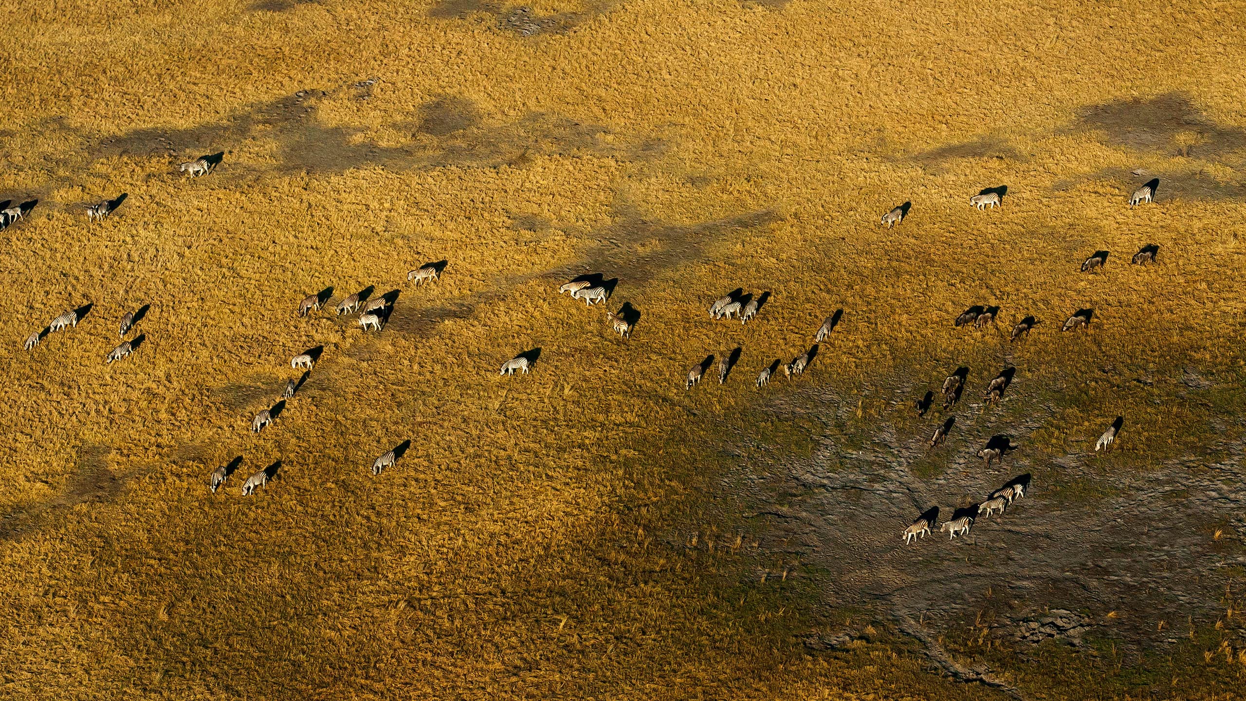 Aerial View of Zebras