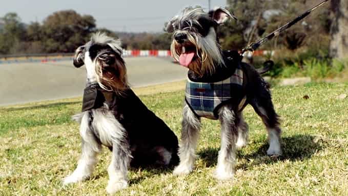 pet accessories 