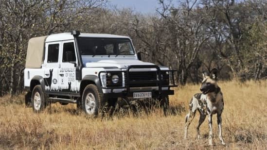 Wild Dogs